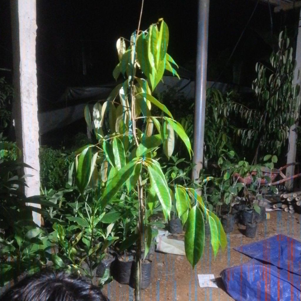 bibit durian duri hitam istimewa 1 meter an