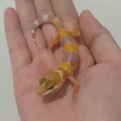 Custom Order Gecko Sunglow ( SUN 25-7 )