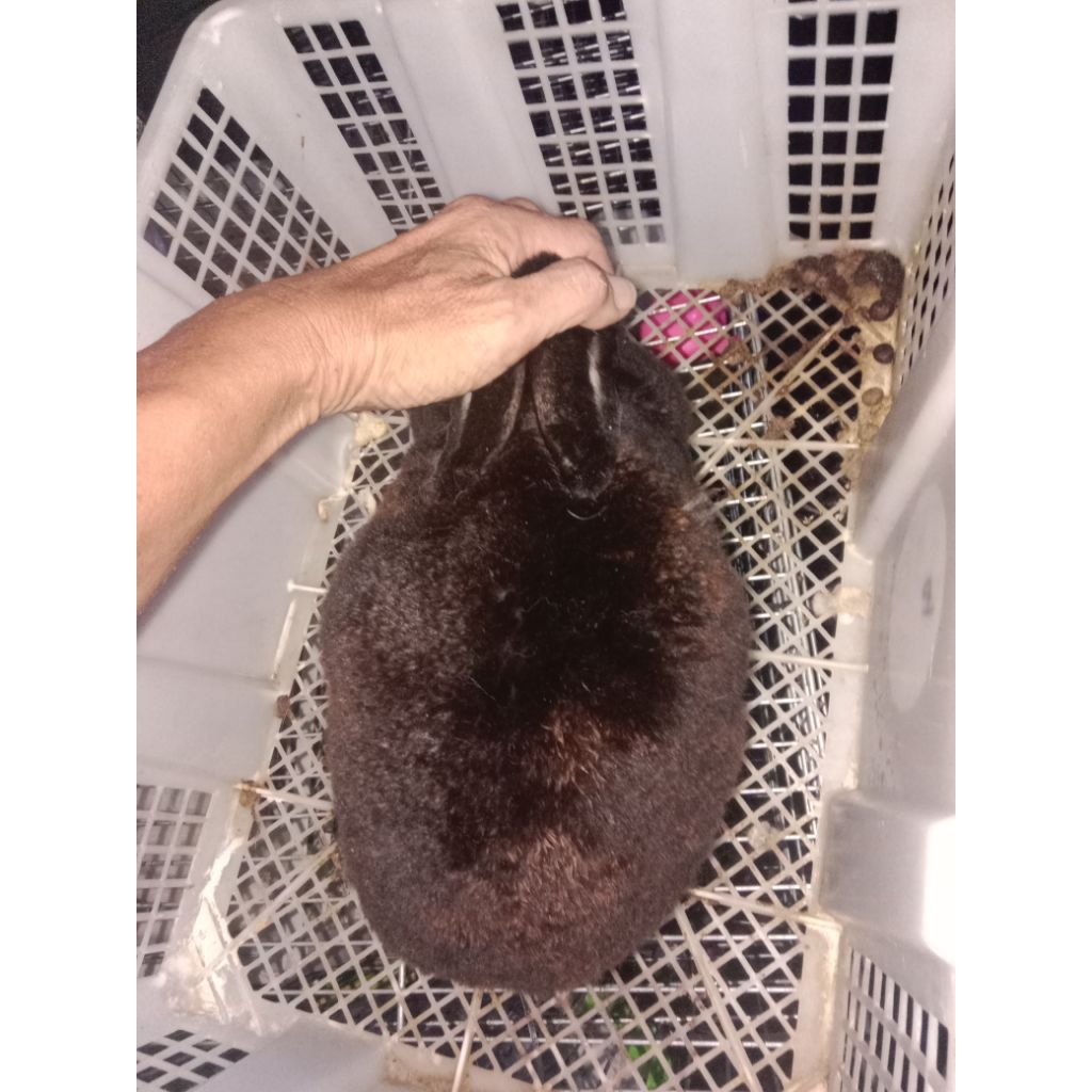 Kelinci Betina Indukan Rex Pure Asli Bulu Karpet Tebal dan Halus usia 7 bulan lebih