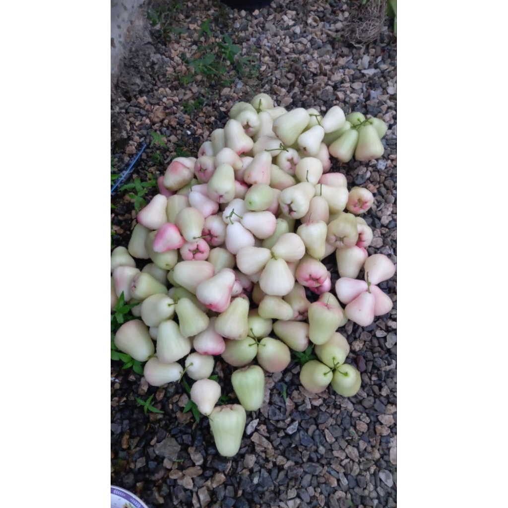 Bibit Cangkok Jambu Air Madu Deli
