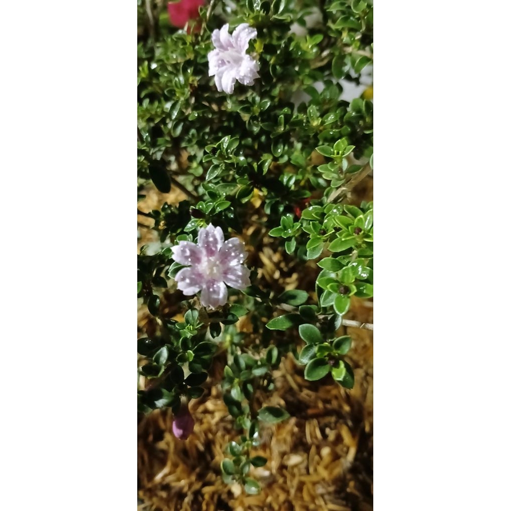 Tanaman Seribu Bintang