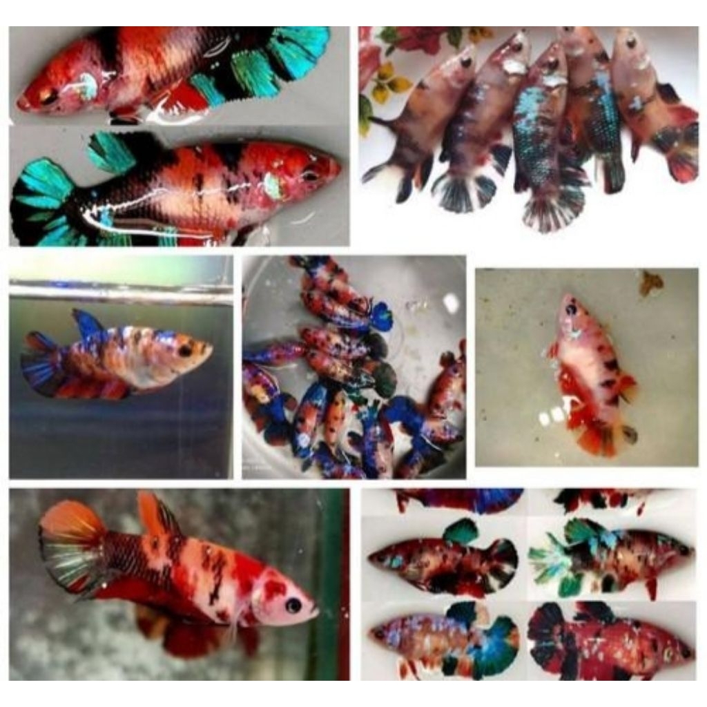 Hiasan Aquarium Ikan Cupang Plakat Multicolour Male - Multicolour Jantan Size M Hiasan Aquarium |Ika