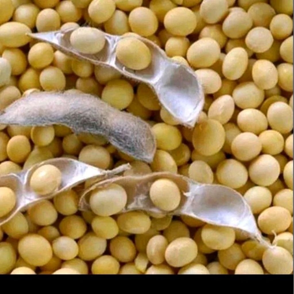 Biji benih kacang kedelai varietas Anjasmoro