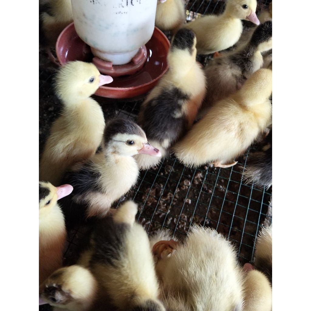 Bibit Entok Asli Hidup - Bebek Entok - Anakan Entok