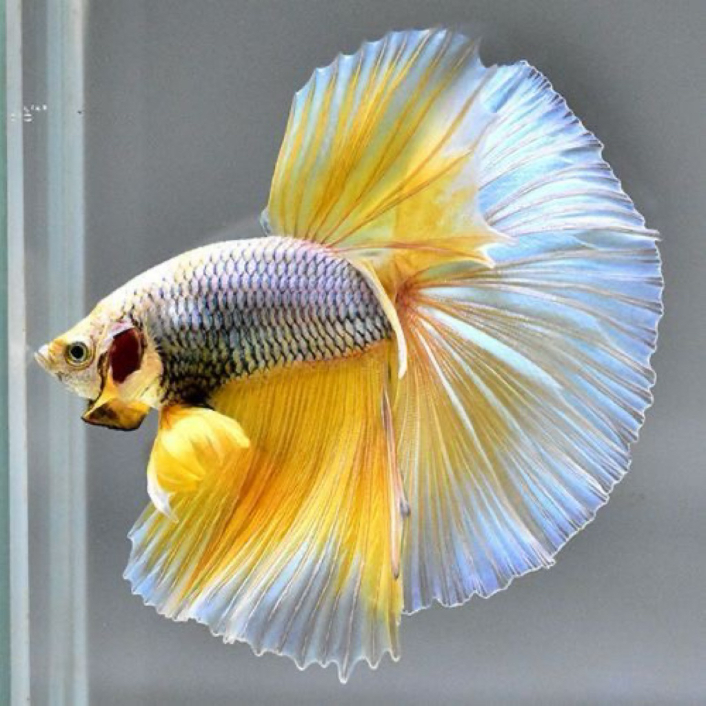 Cupang Halfmoon naik botol ~ Hiasan Aquatic