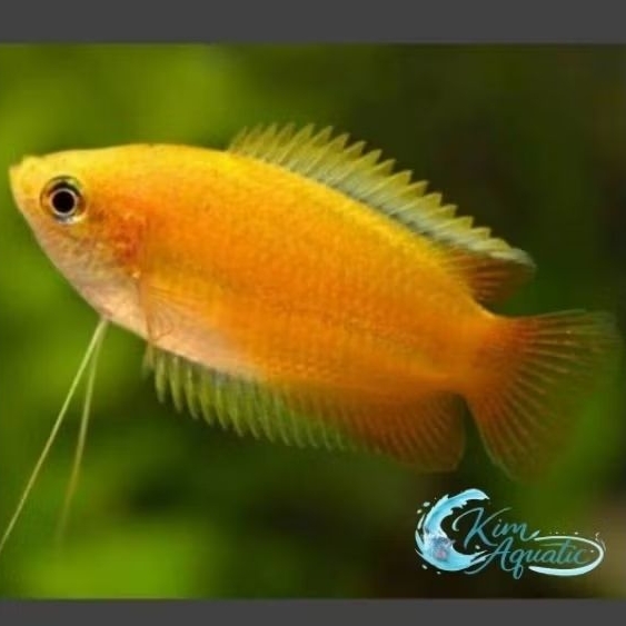 Hiasan Ikan Sepat Madu/Bangkok + Bonus Ikn/Pkn