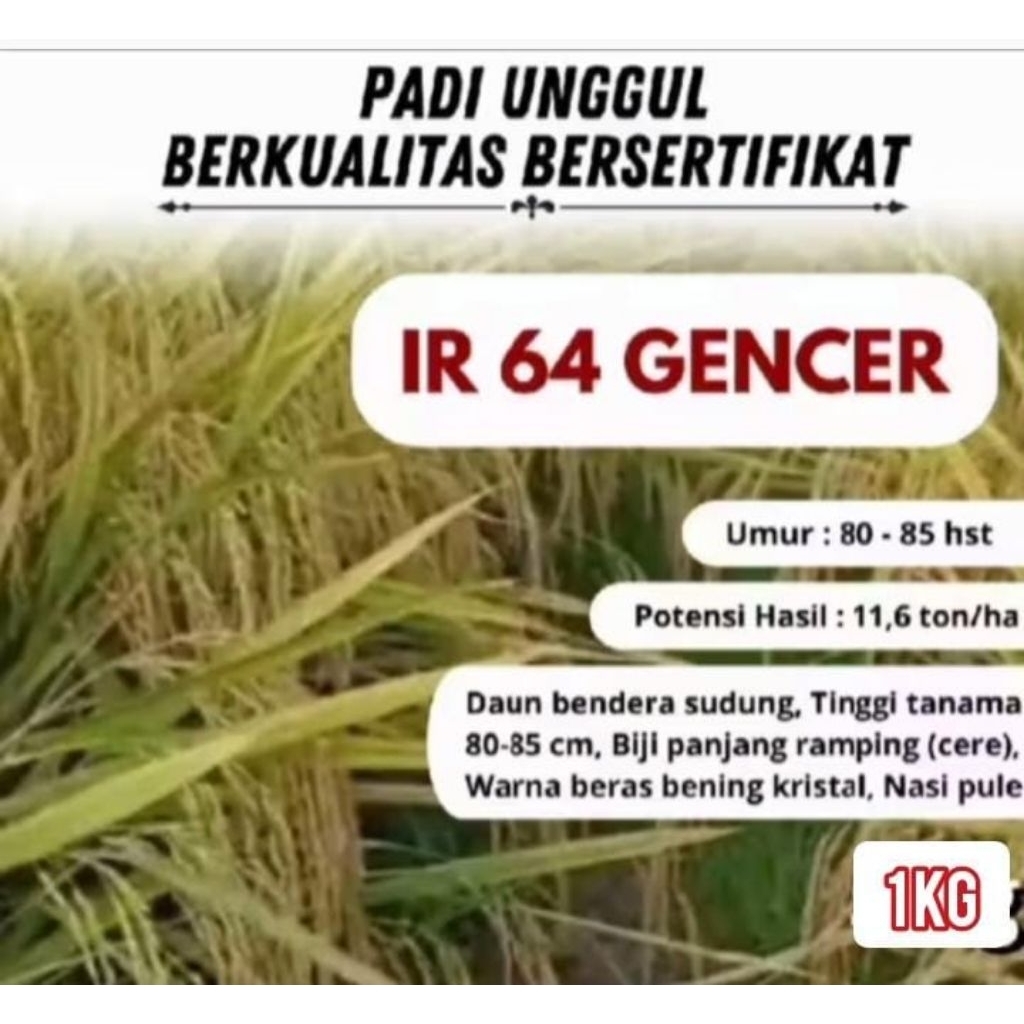 Benih padi unggul INPARI 64 GENCER kemasan 1kg berkualitas original