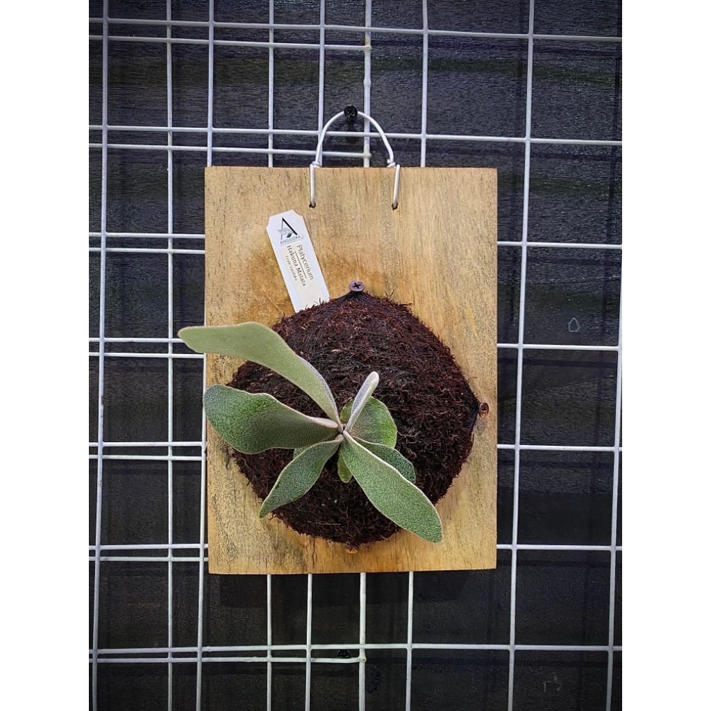 Platycerium Hakuna Matata pup