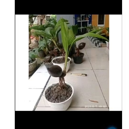 Bibit/bahan bonsai kelapa gading kuning/orange/coklat/hijau