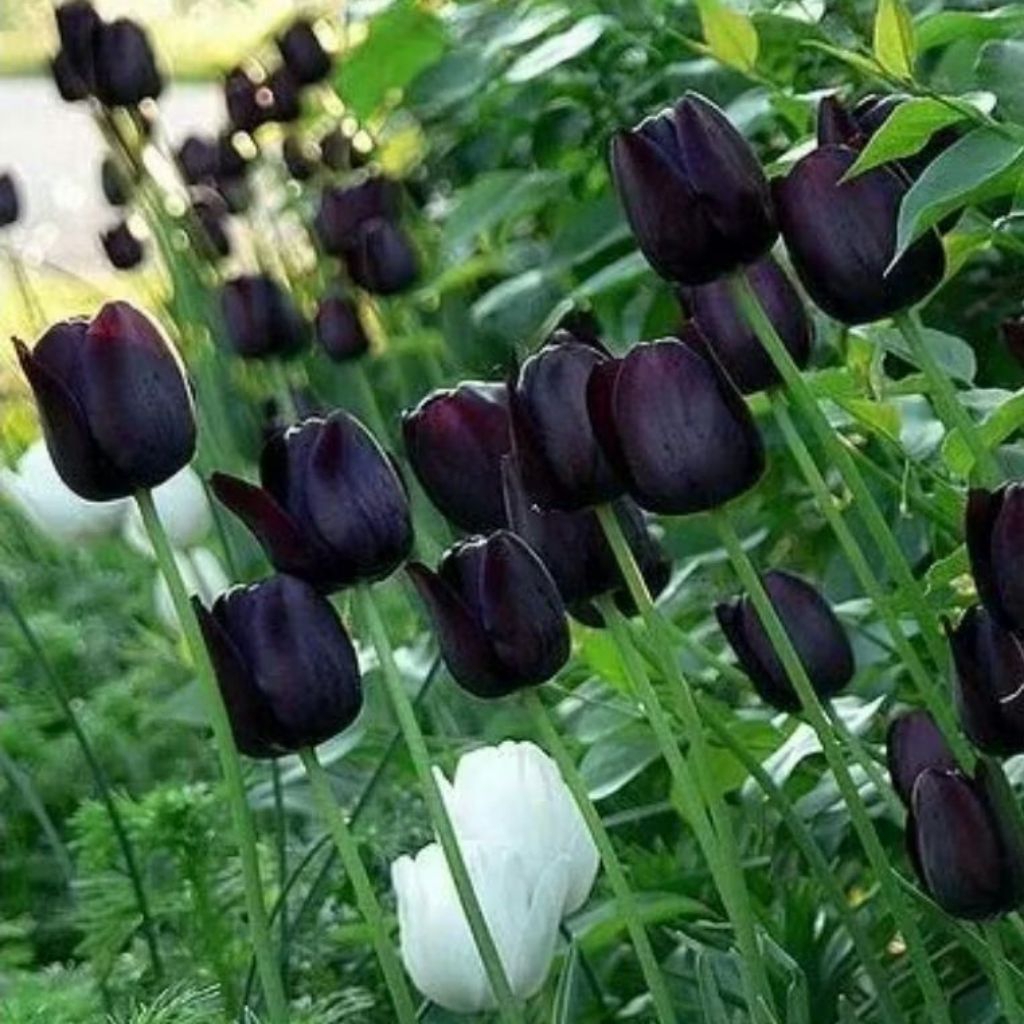 bibit bunga tulip bentuk umbi besar id black - bunga tulip hidup bentuk umbi hitam