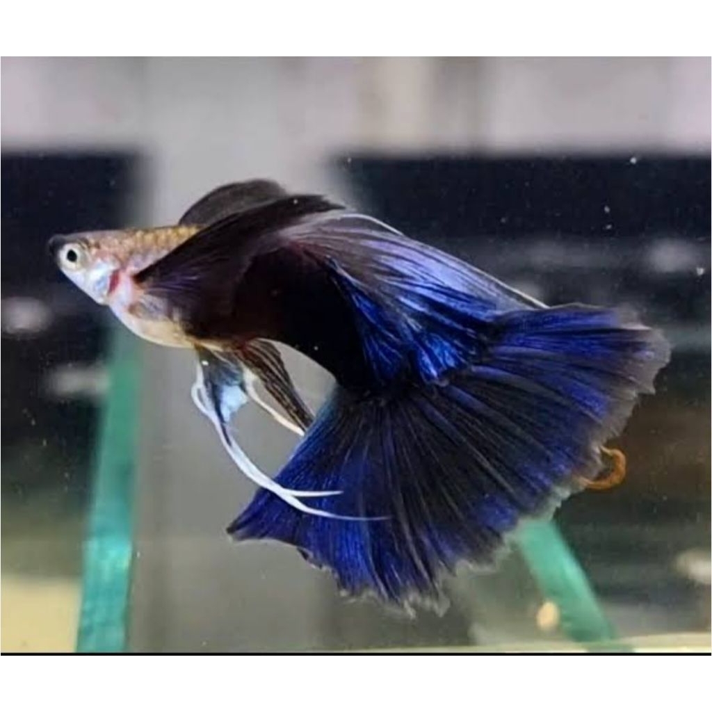 tanaman air guppy hb blue ribon tsiap ternak