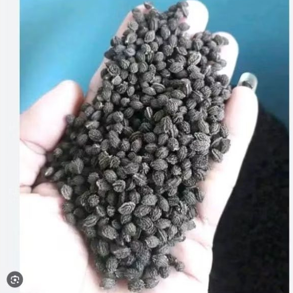 BENIH BIJI PEPAYA CALIFORNIA SIAP SEMAI HARGA TERMURAH KWALITAS TERBAIK