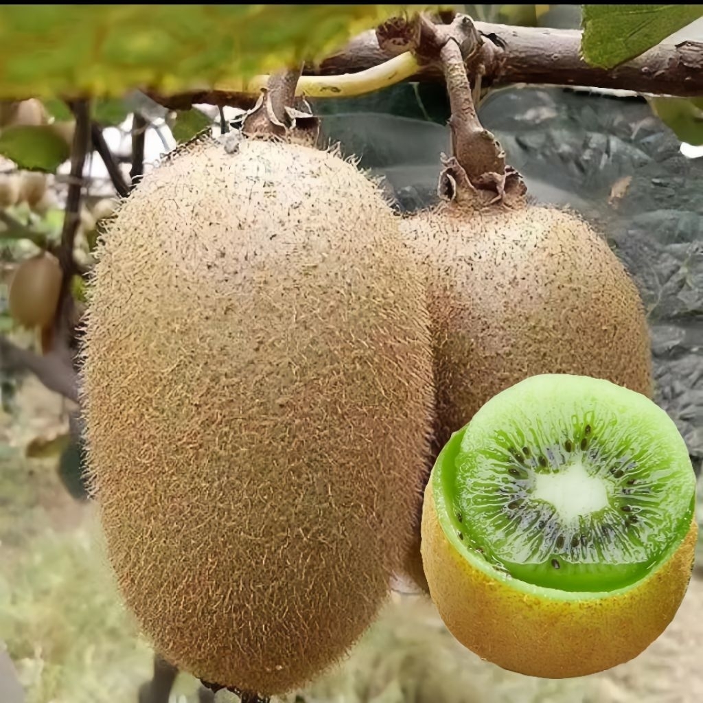20 Biji Benih Buah Kiwi Madu Biji Benih Tanaman Buah Kiwi