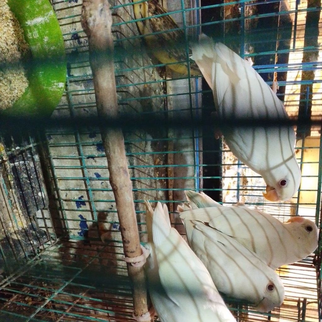 Lovebird Albino Mata Merah Sepasang