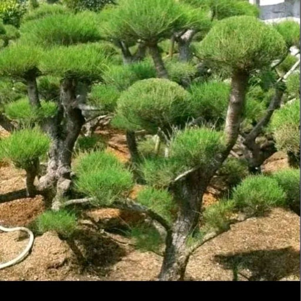 Biji benih pohon Cemara udang/bahan bonsai