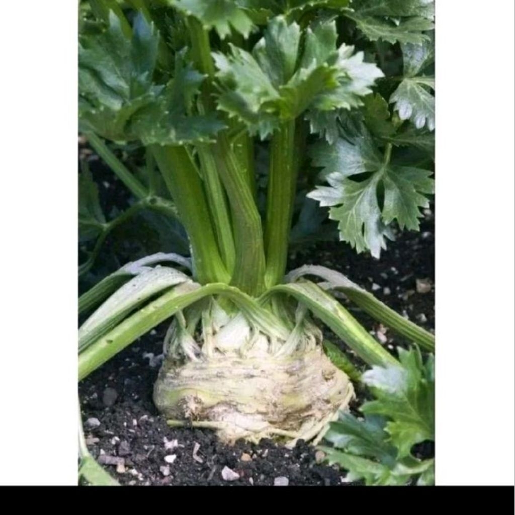 Benih seledri umbi Import kemasan premium