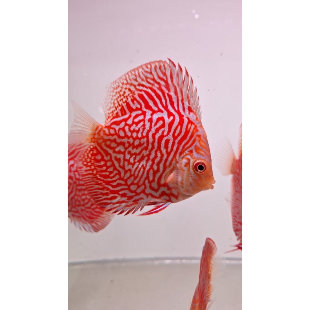 hiasan aquarium discus white tiger