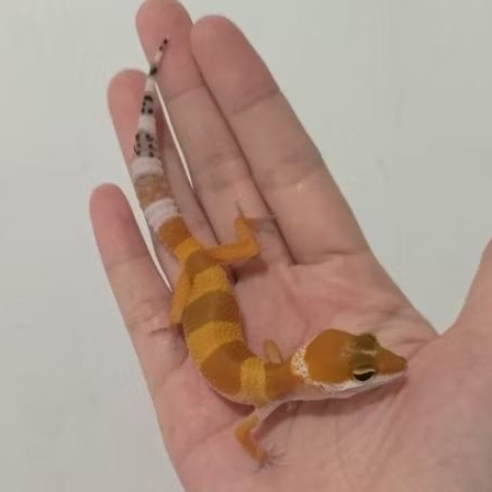 Custom Order Gecko SHTCT ( TANG 25-2 )