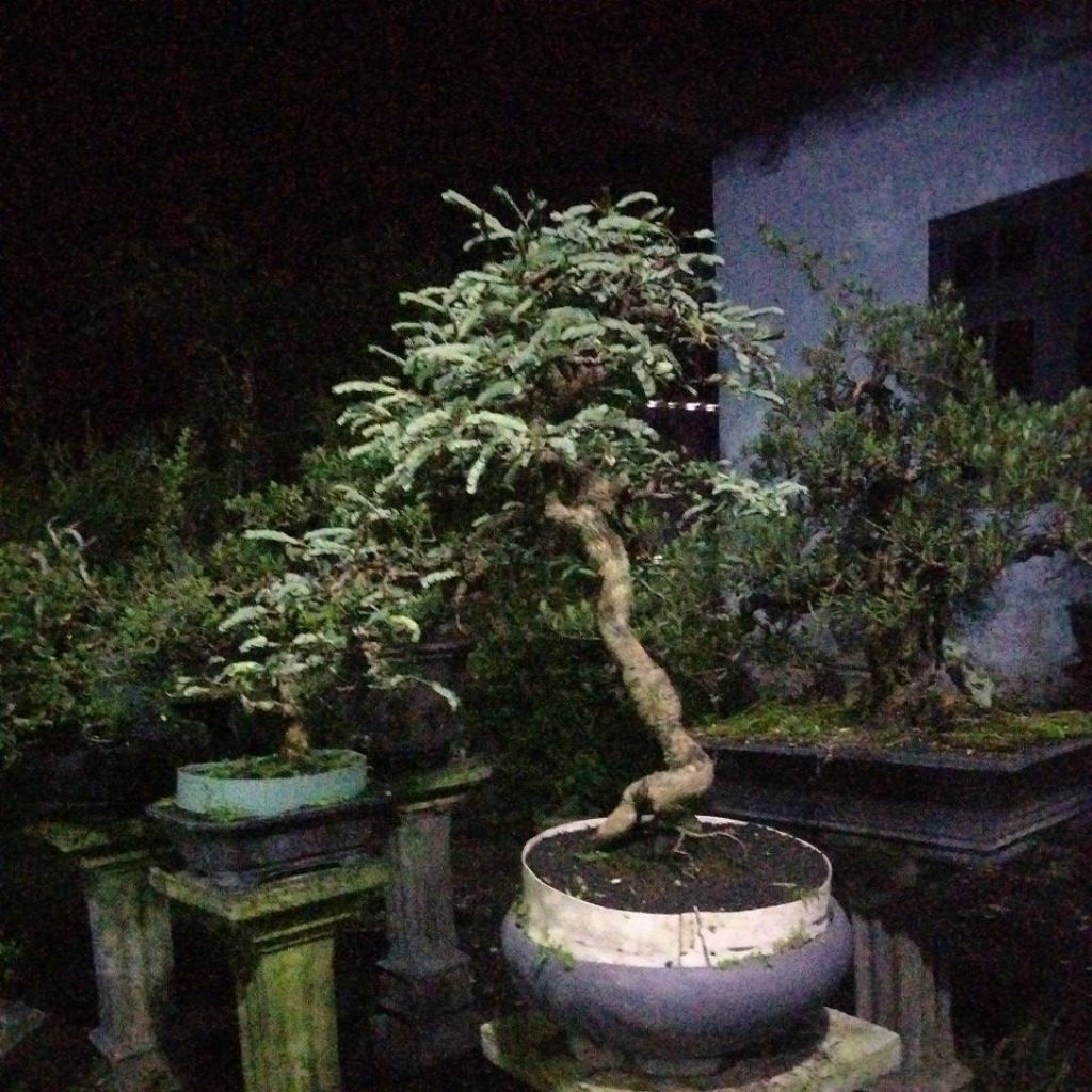 BONSAI ASEM JAWA SESUAI FOTO