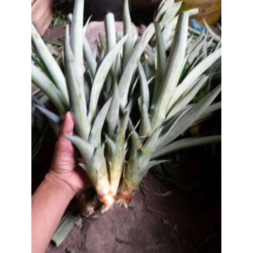 200 bibit nanas jumbo daun tanpa duri