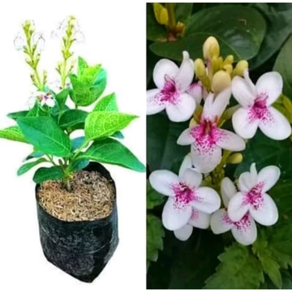 ( mp 5 ) Tanaman hias melati jepang - bunga melati jepang tanaman bunga melati jepang, bibit tanaman