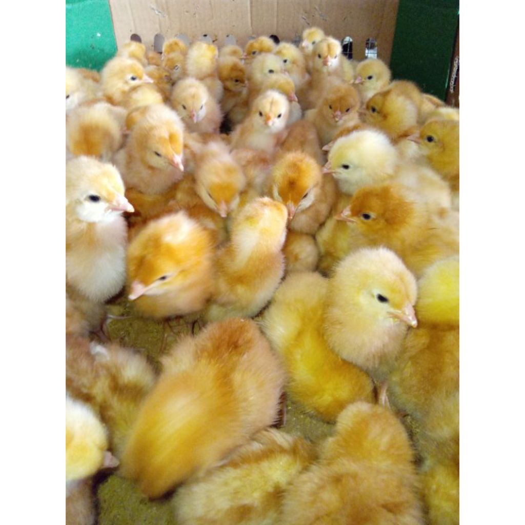 Ayam petelur merah super Sudah vaksin nd dan Ib isi 150 ekor
