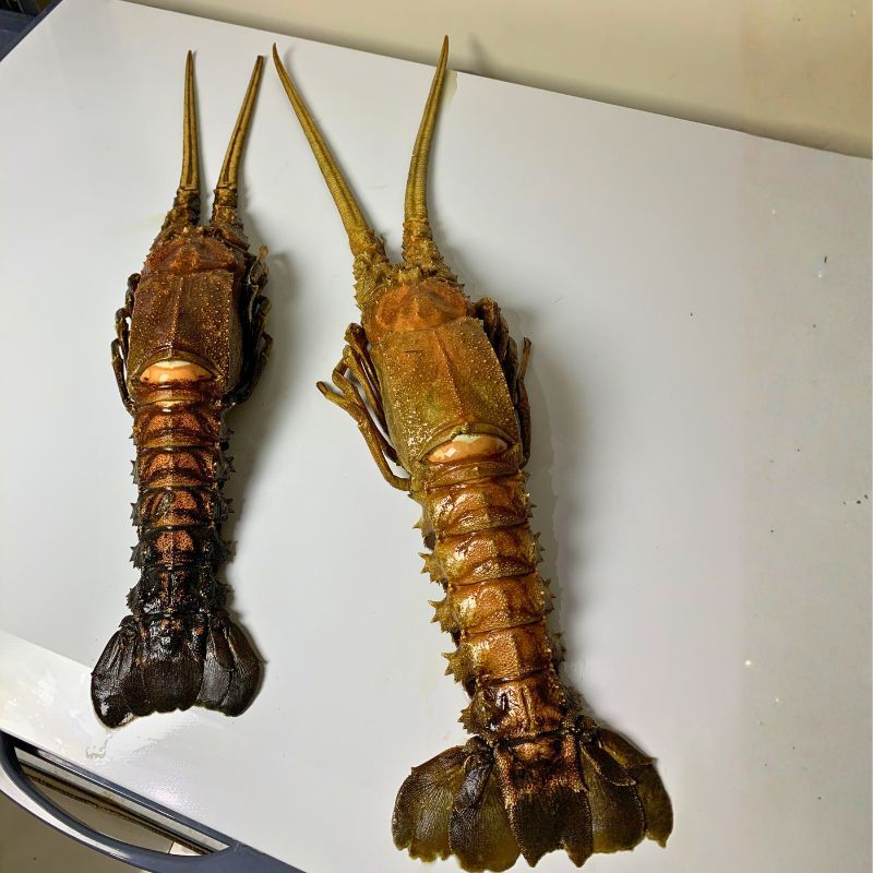 Lobster Batu Besar Segar Frozen Lobster Premium Ukuran Besar