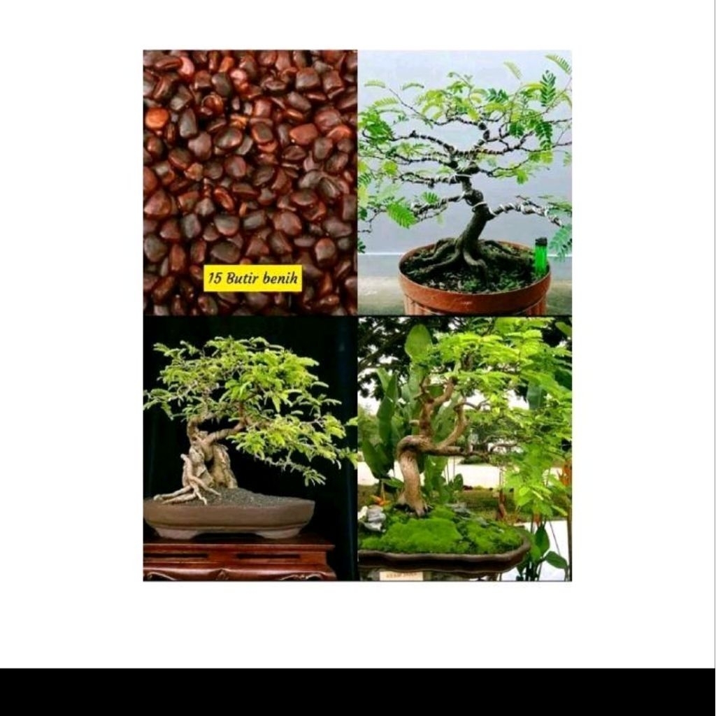 Biji benih asam Jawa/bahan bonsai