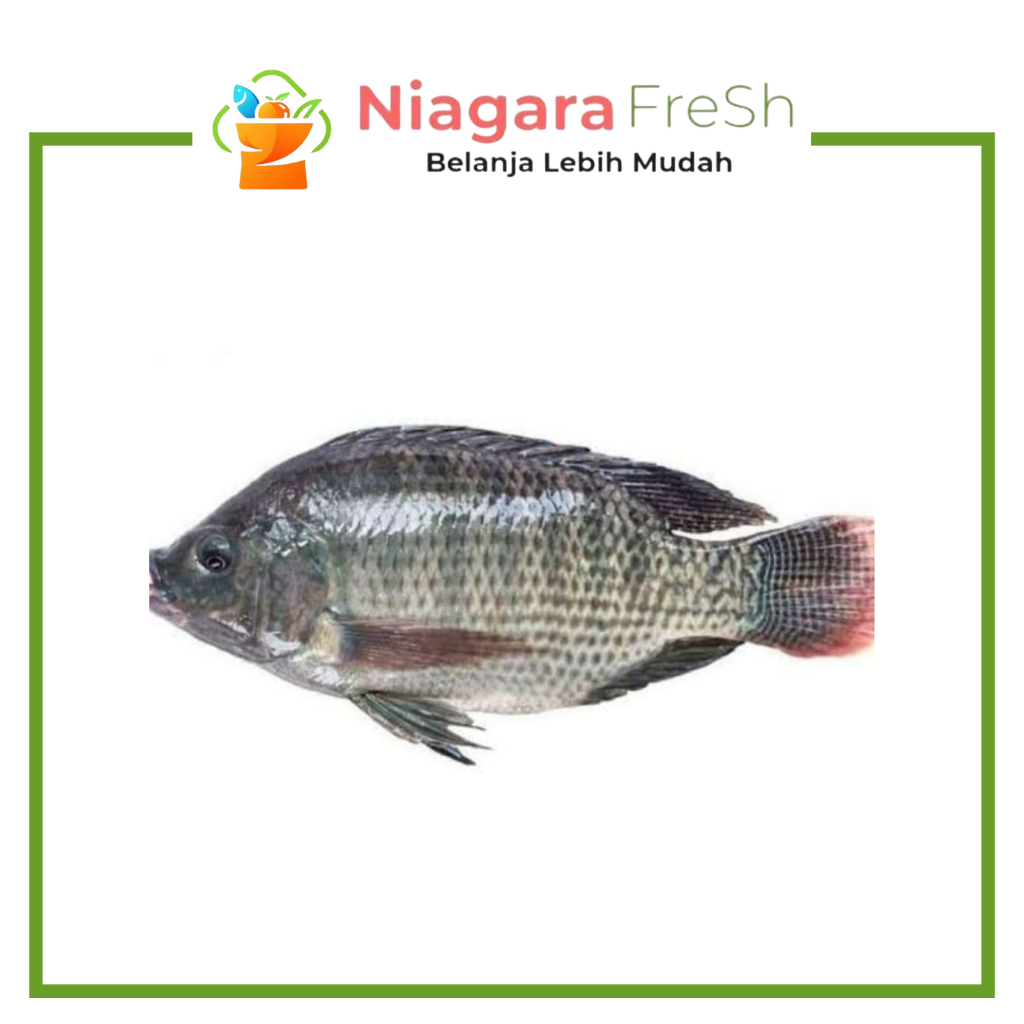 Ikan Mujair Segar - Siap Goreng atau Bakar