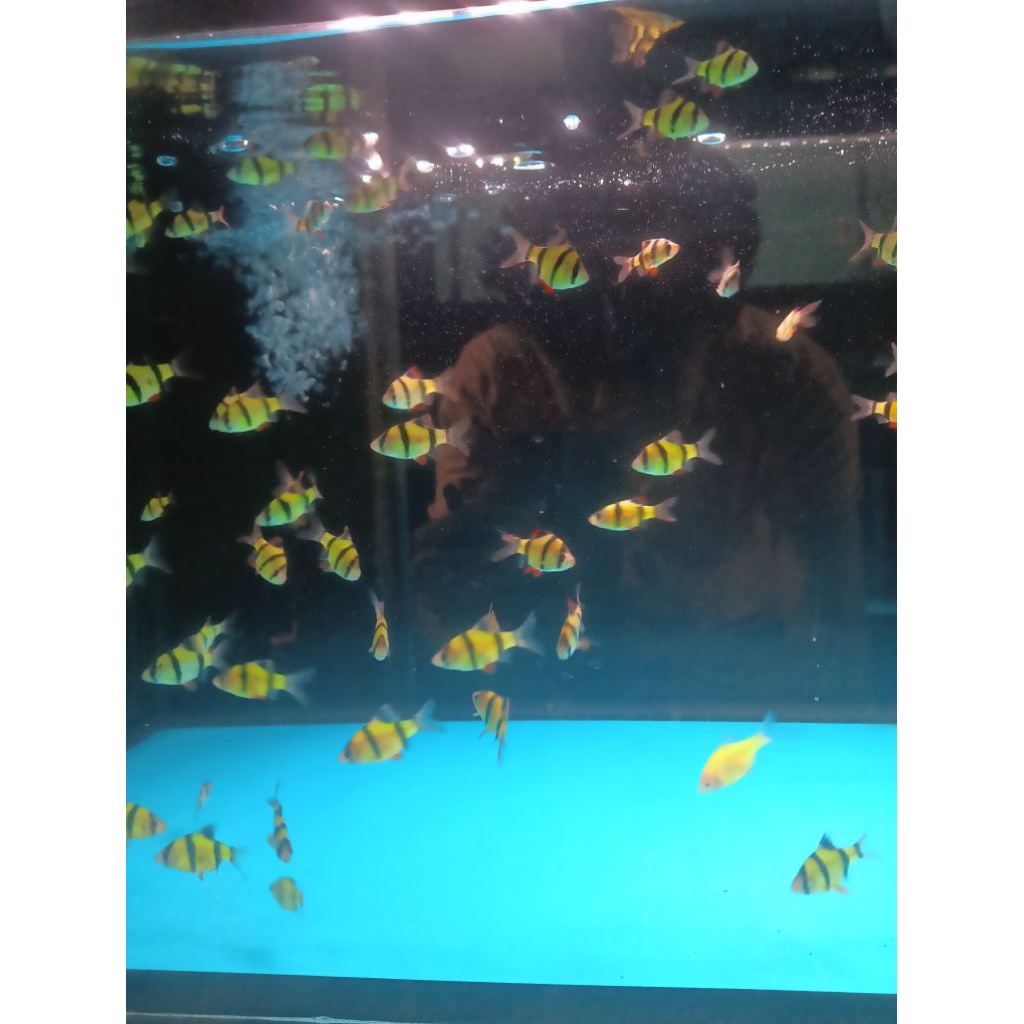 Sumatra Glowfish Ukuran 2-4cm (Max 10Ekor)(Khusus Gojek)