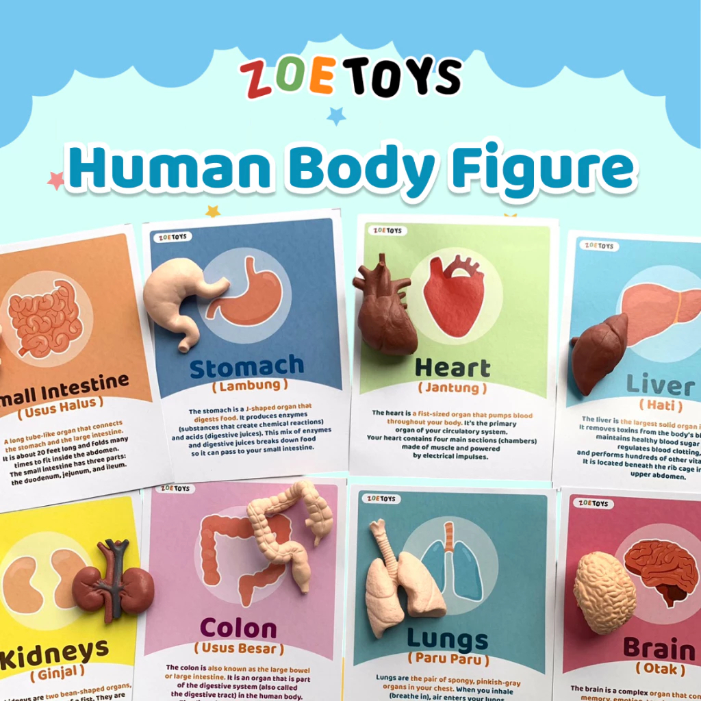 Zoetoys Human Organs Figurine Card Montessori Alat Peraga Organ Tubuh Manusia Body Anatomy Miniature