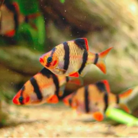 Tiger brab sumatra | ikan hias tiger sumatra | ikan hias aquascape