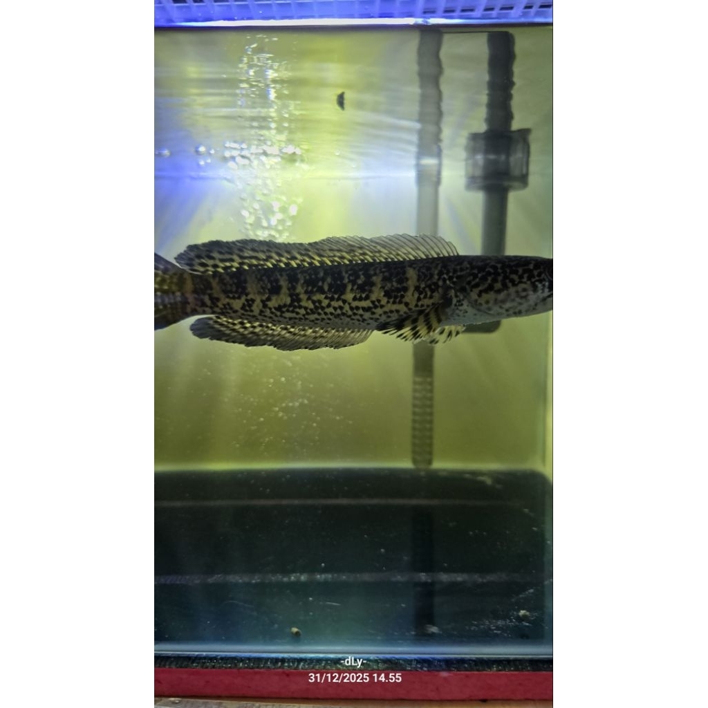 Channa Auranti Indukan Male - Size 20+ - Siap breading