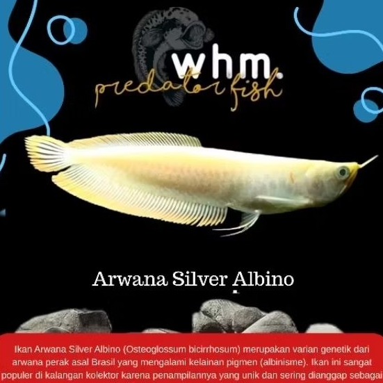 Arowana Silver Albino 15-17 cm (Mainan ikan)