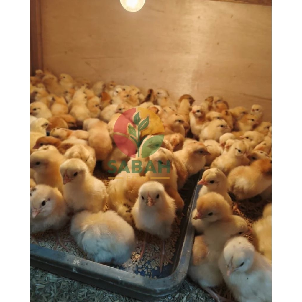 DOC Bibit Ayam Elba Petelur Usia 2-4 Hari SUDAH VAKSIN