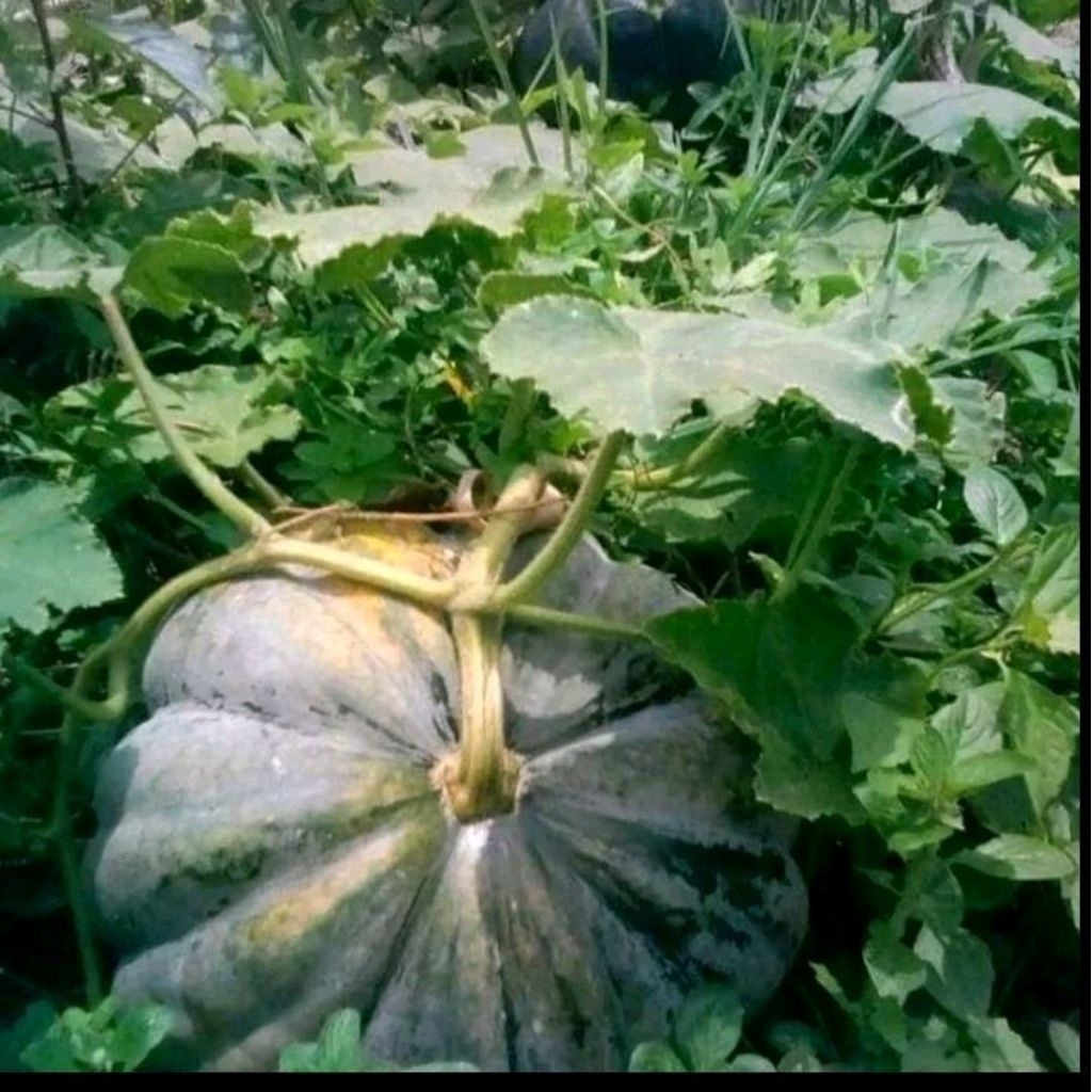 Biji benih labu waluh besar