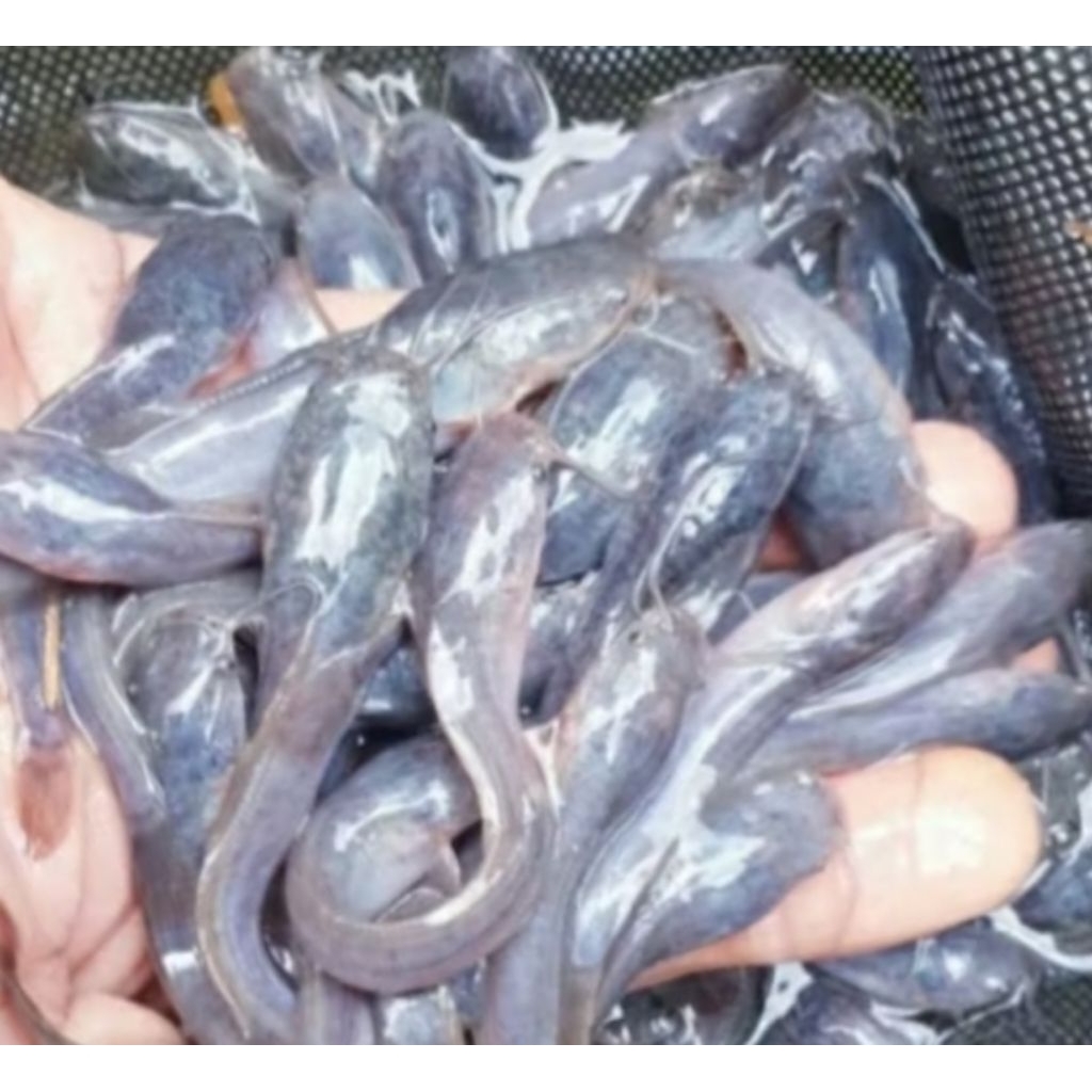 bibit lele ukuran 5-6  isi 30 EKOR bonus pakan khusus area JAWA TENGAH,JAWA BARAT&JAWA TIMUR