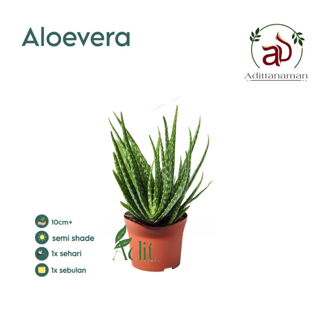( RIMBUN ) Tanaman lidah buaya tanaman herbal lidah buaya Tanaman Herbal Aloevera Lidah Buaya Bibit 