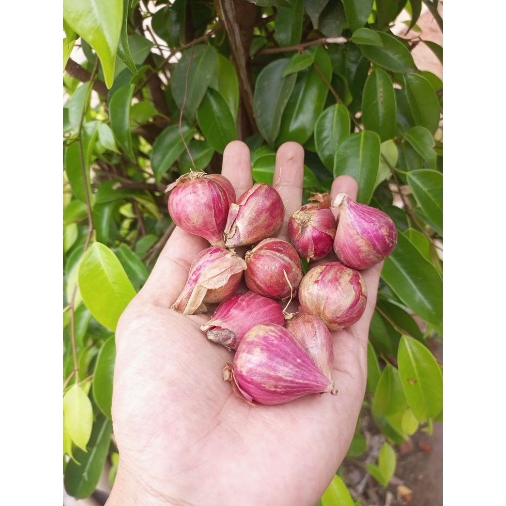 Bawang Merah lokal besar kering dan fresh
