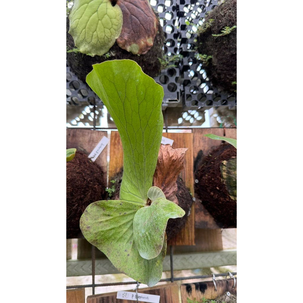 Platycerium Elephantotis Rawatan