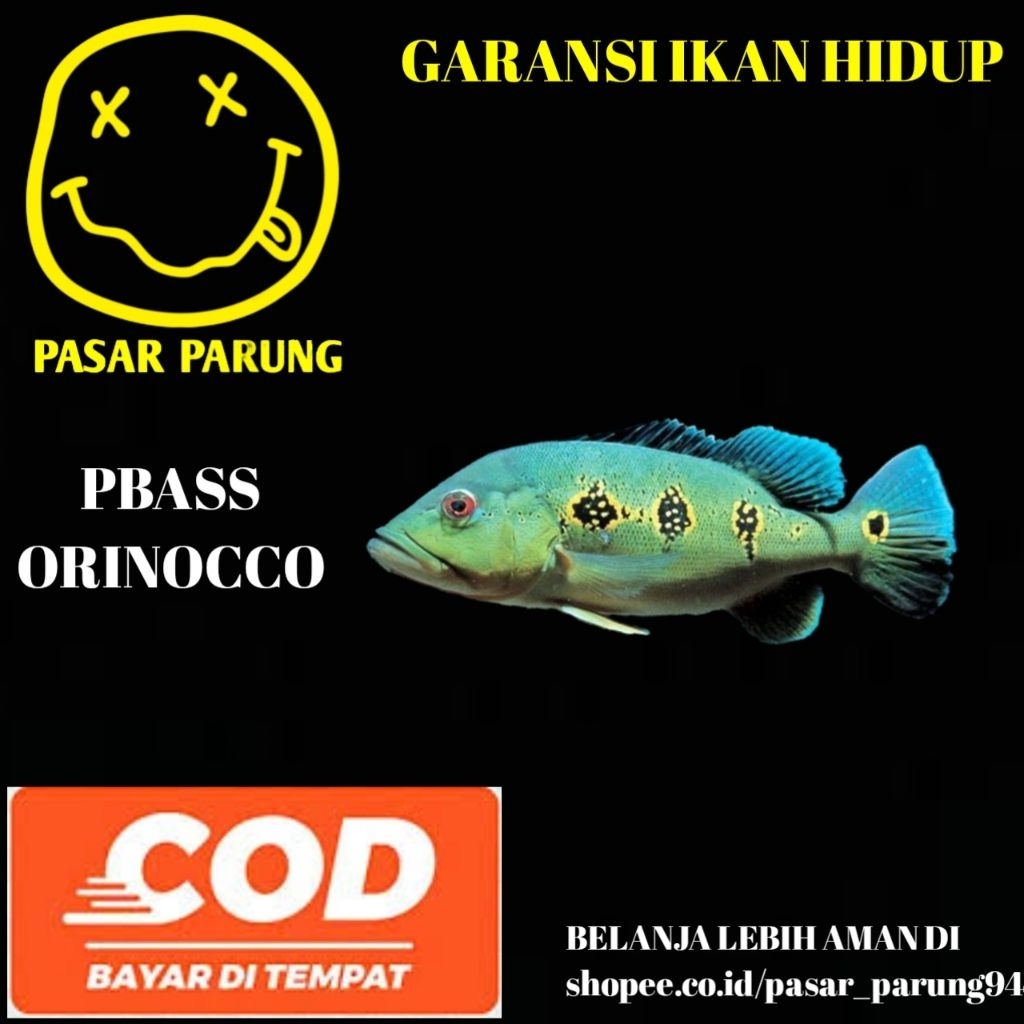 kebutuhan aquarium PBASS ORINOCO size 11-12cm BESAR