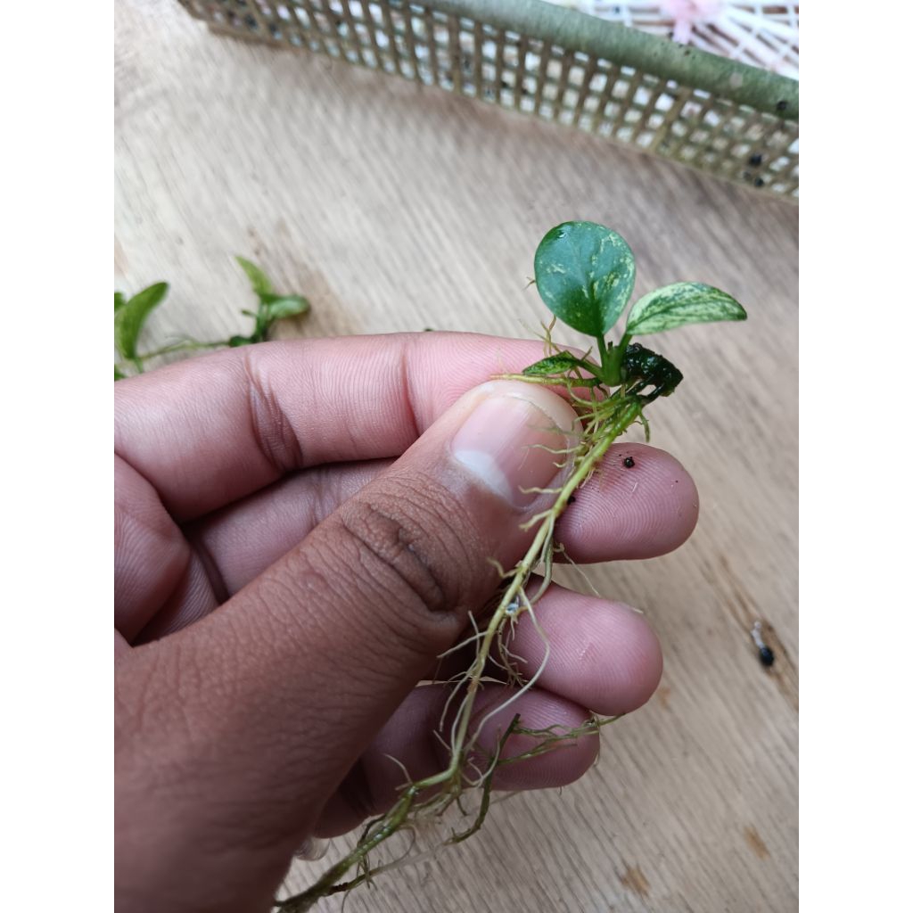 anubias pinto