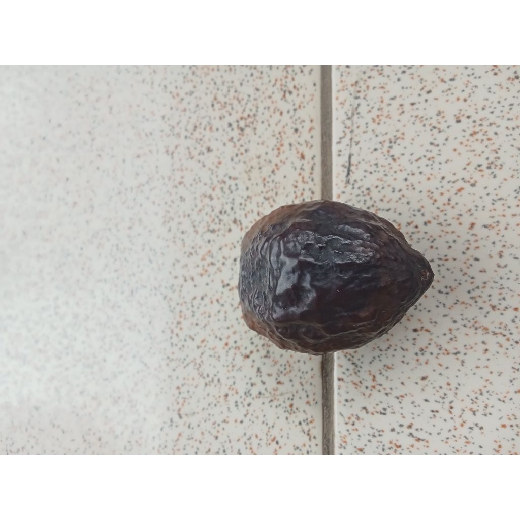 Muncang kemiri adu JENIS JAYANTI ANAK PAIT