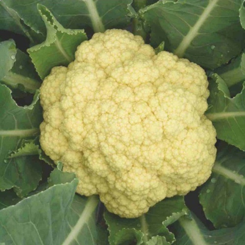 15 Benih Biji Kubis Bunga PM 3000 F1