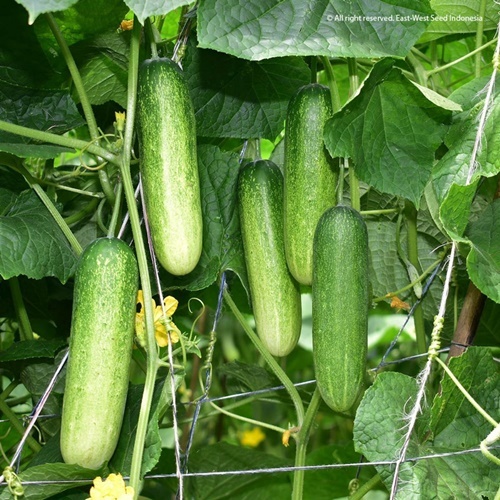 5 Benih Biji Timun ERINA F1