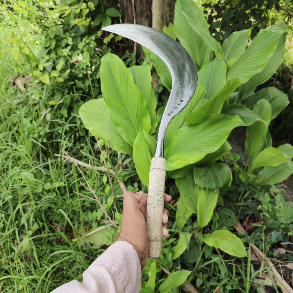 arit rumput baja asli