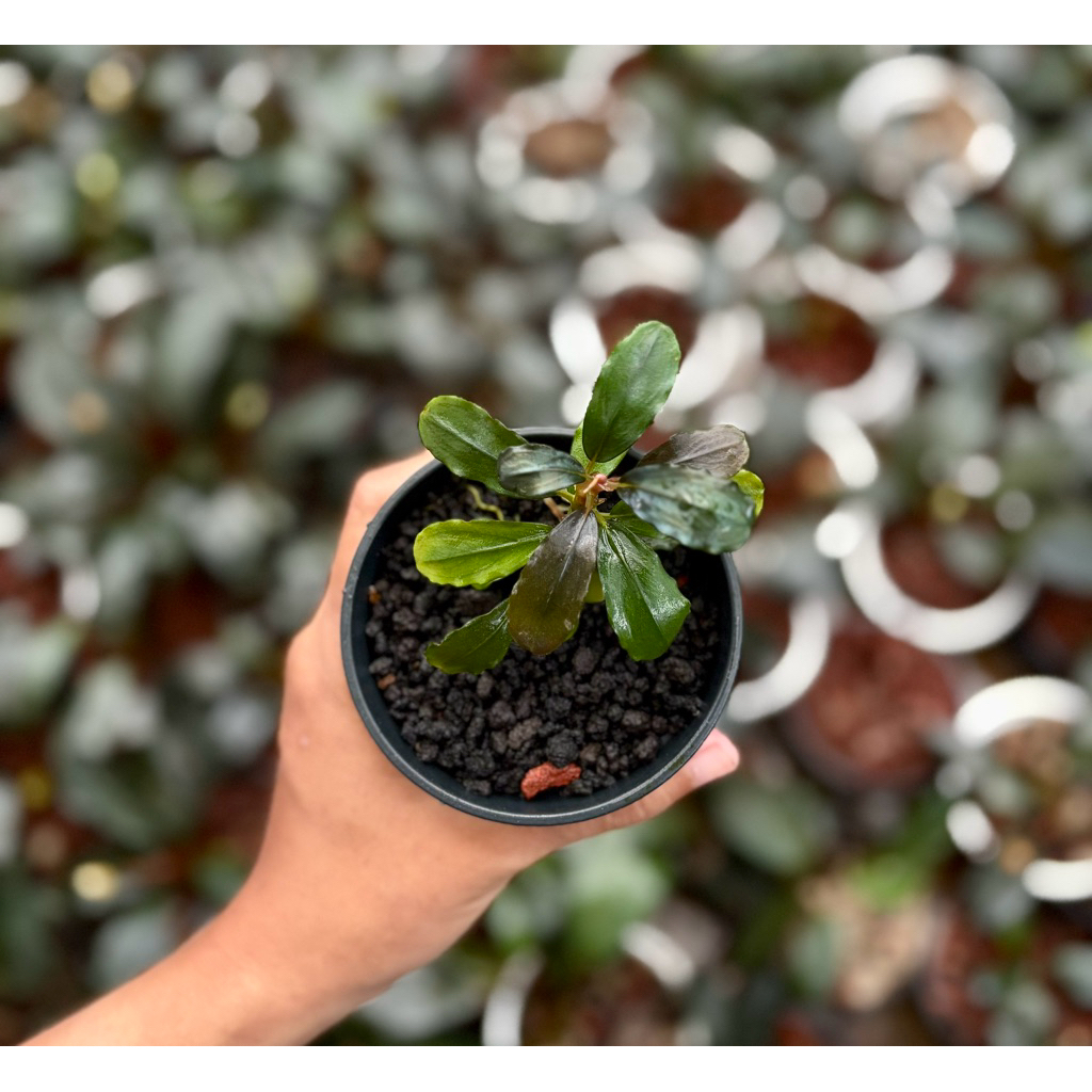 Bucephalandra Brownie