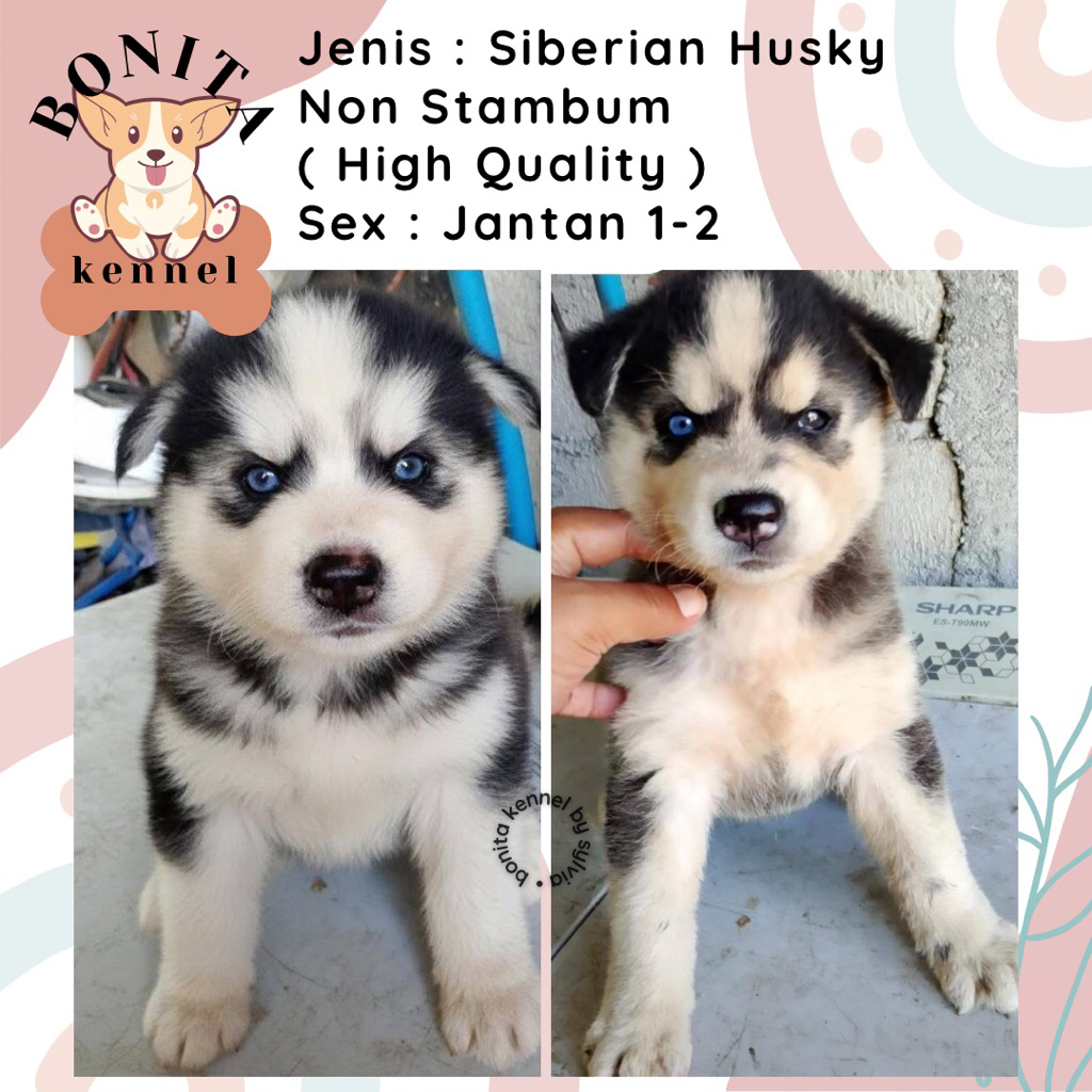Siberian Husky Non Stambum Anak Anjing Husky Jantan Betina Siberian Husky