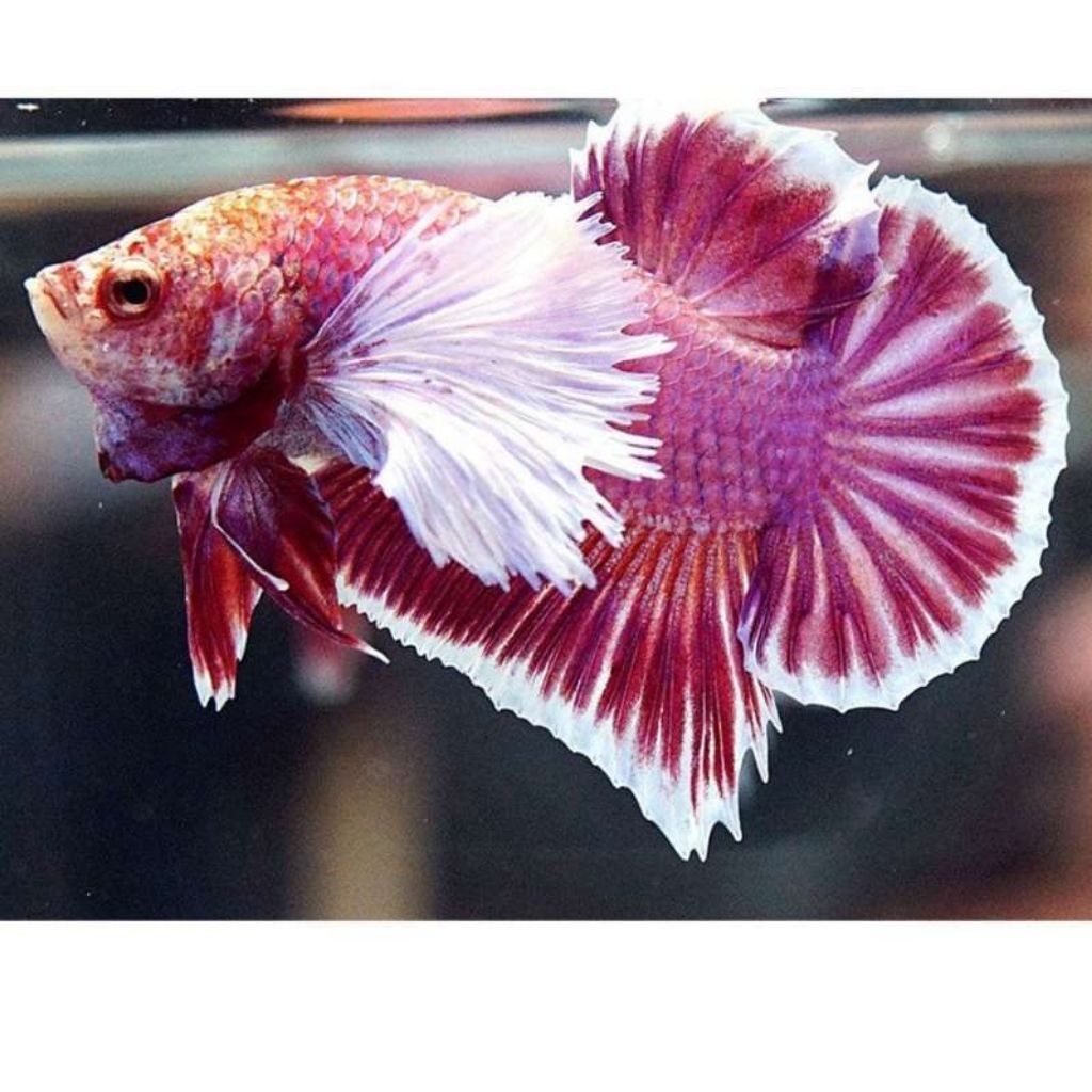 cupang hias plakat dumbo ear bagus