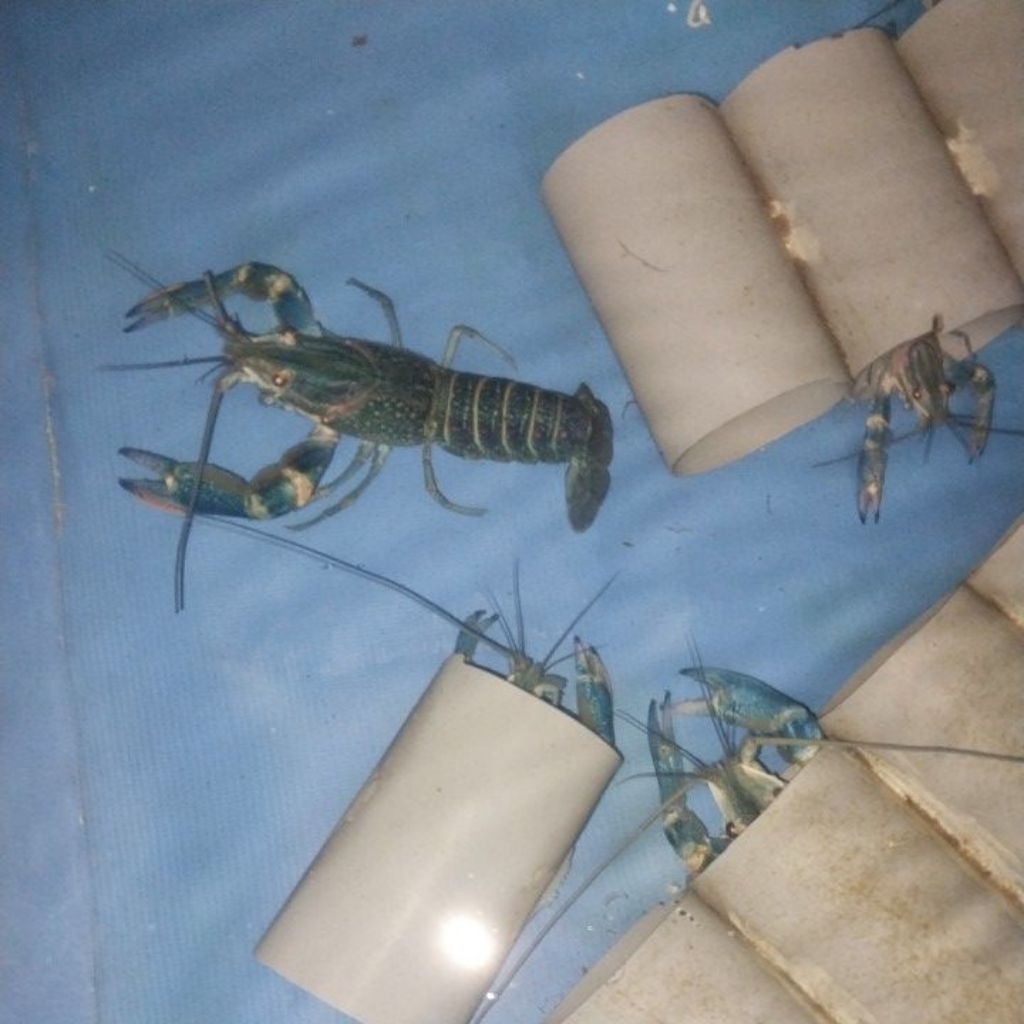 Lobster Air Tawar Hidup Jenis Capit Merah Ukuran 4- 6 Inci